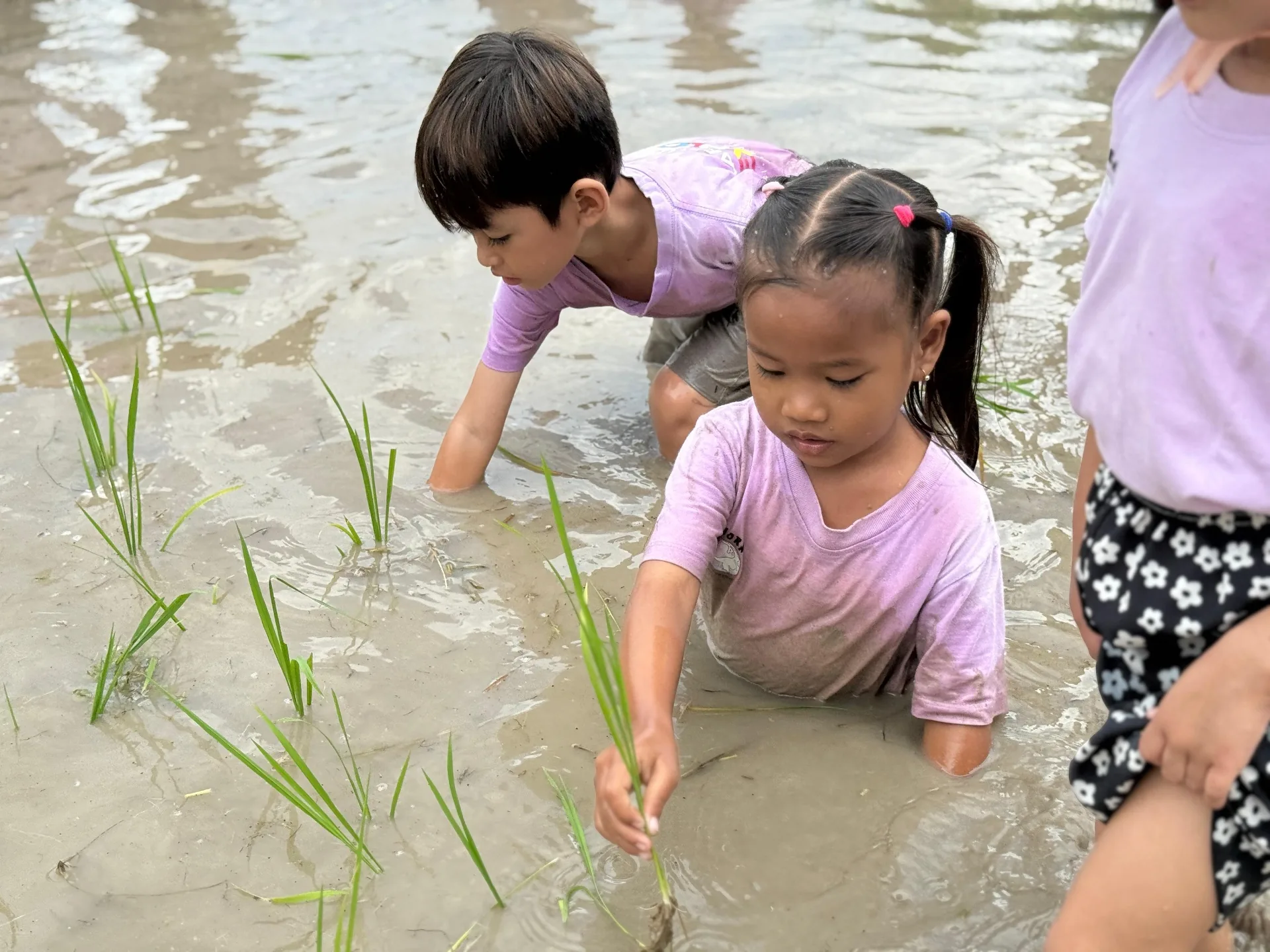 Children planting rice with Kejora Karimunjawa